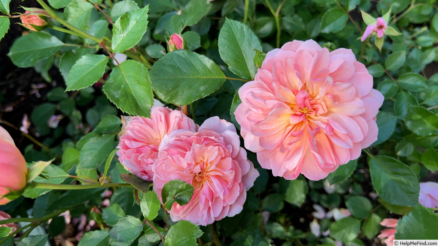 'Anne Boleyn' rose photo