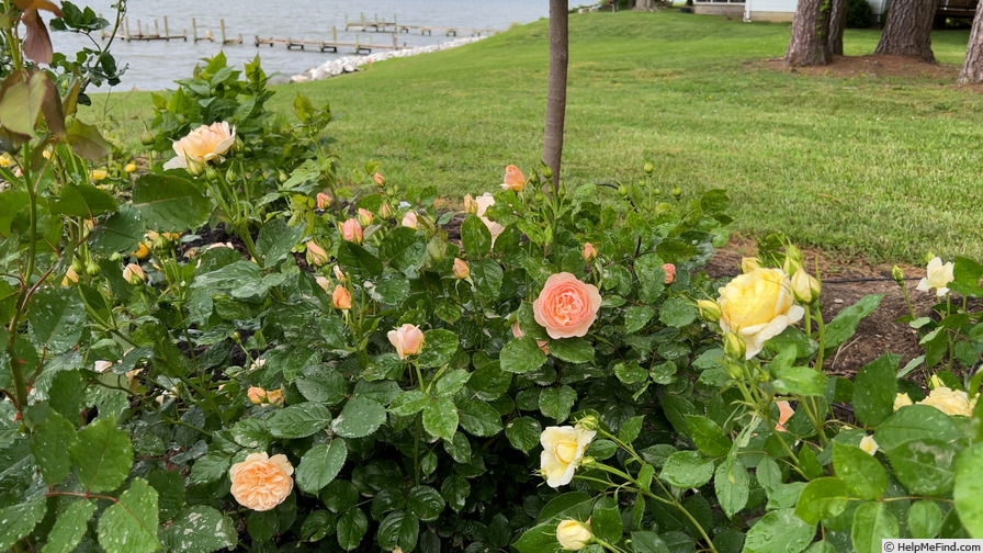 'The Shepherdess' rose, click to enlarge 'The Shepherdess' rose photo