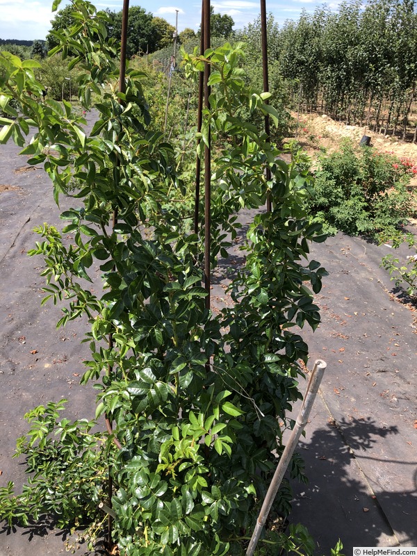 'AKA 215-18' rose photo