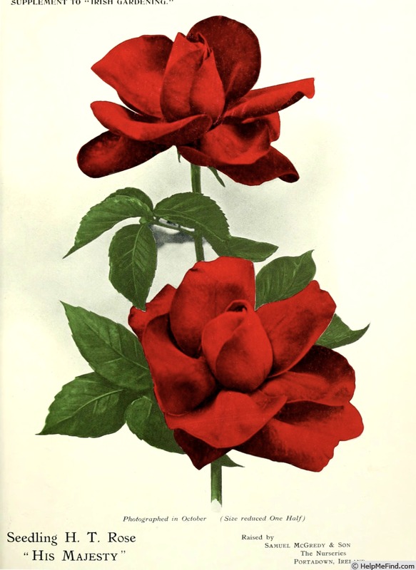 'His Majesty' rose photo
