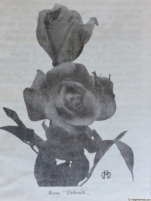 'Dolomiti (hybrid tea, Ingegnoli, 1933)' rose photo
