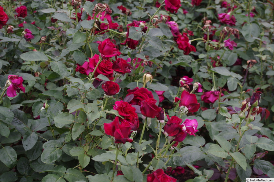 'Claret (hybrid tea, Fryer 2005)' rose photo