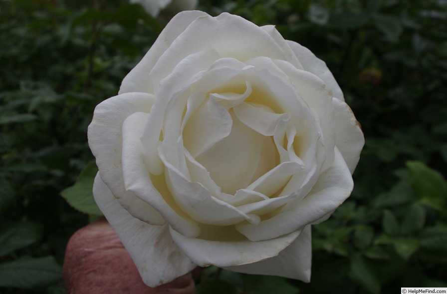 'Silver Anniversary ™ (hybrid tea, Olesen, 1990)' rose photo
