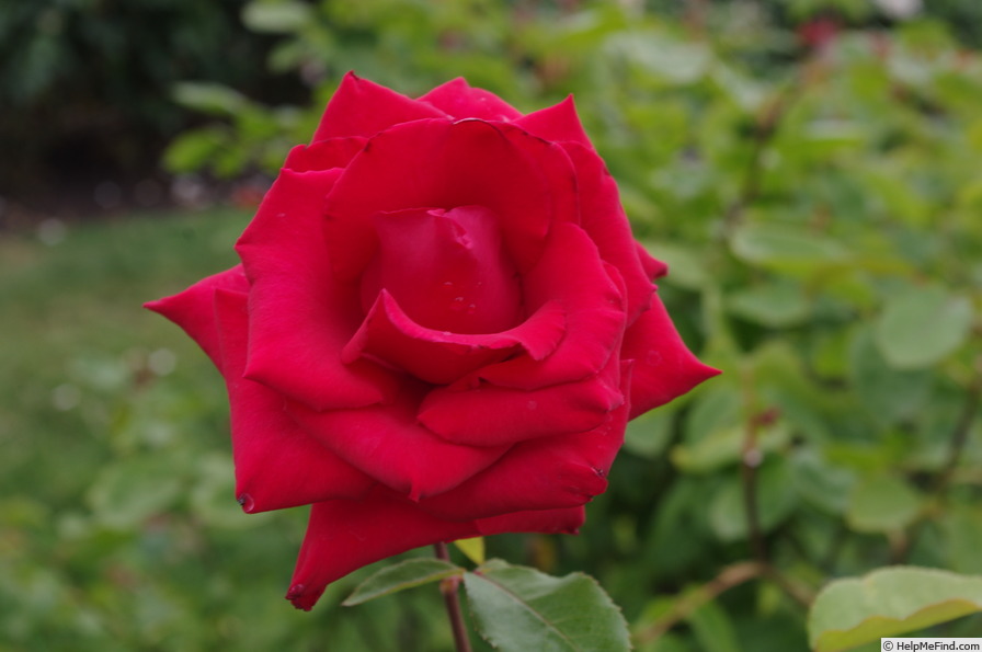 'Pride of England' rose photo