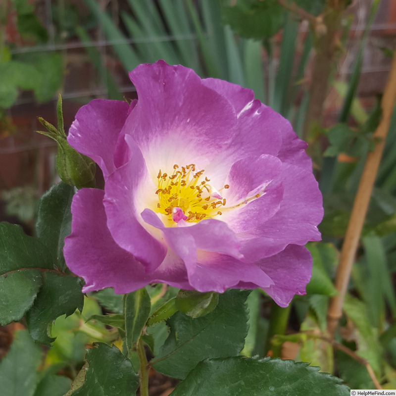 'Blue For You (Floribunda, James 2001)' rose photo