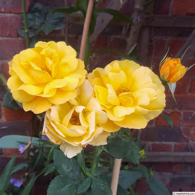 'Golden Delicious (hybrid tea, Carruth before 2010)' rose photo