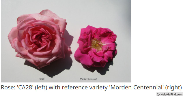 'Morden Centennial' rose photo