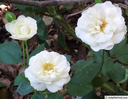 'Desdemona ® (Shrub, Austin, 2015)' rose photo