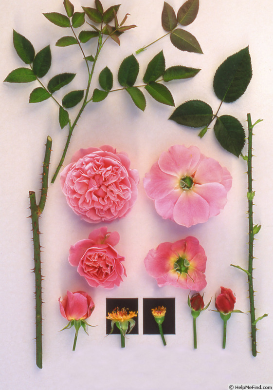 'AUSimmon' rose photo