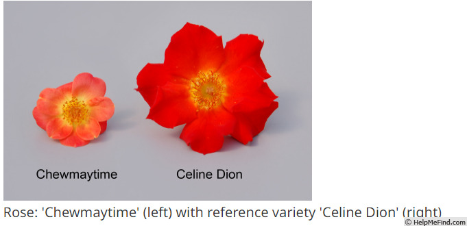 'Celine Dion ™' rose photo