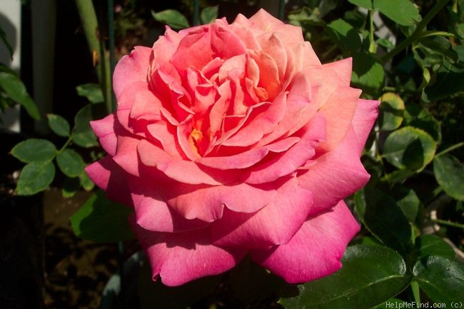 'Lucky Piece' rose photo