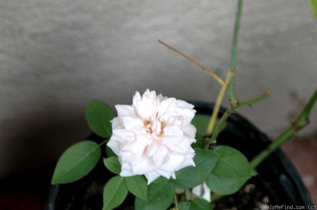 'Mystic Beauty' rose photo