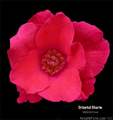 'Oriental Charm' rose photo