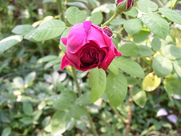 'Pierre Notting' rose photo