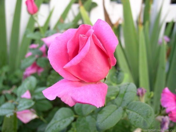 'Perfume Delight' rose photo