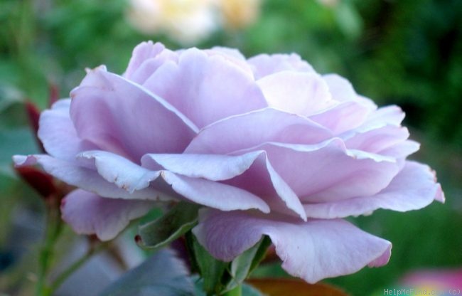 'Neptune ™ (hybrid tea, Carruth, 2003)' rose, click to enlarge 'Neptune ™ (hybrid tea, Carruth, 2003)' rose photo