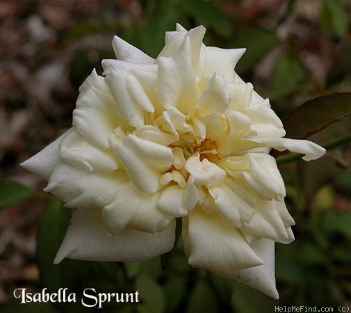 'Isabella Sprunt' rose photo