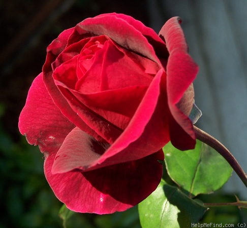 'Mr. Lincoln' rose, click to enlarge 'Mr. Lincoln' rose photo