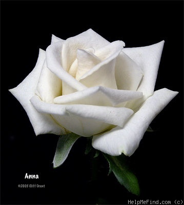 'Anna (hybrid tea, Pekmez, 1990)' rose photo