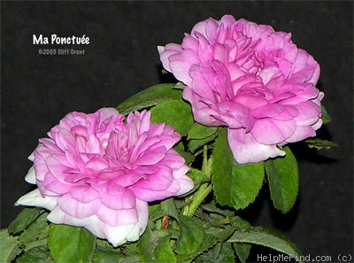 'Ma Ponctuée' rose photo