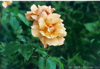 'Doubloons' rose photo