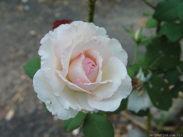 'Ginger Hill' rose photo