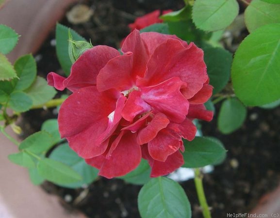 'Rusty (floribunda, Certified Roses, 2003)' rose photo