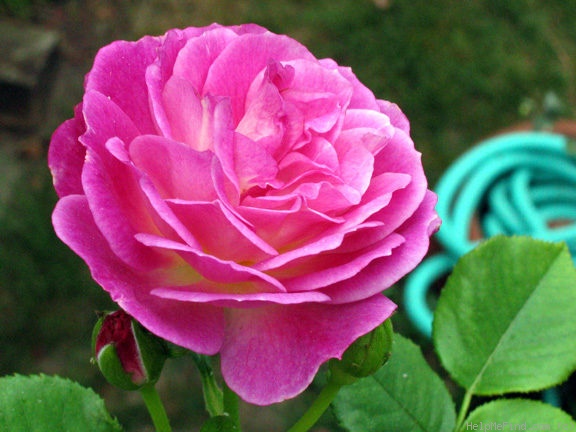 'Outta The Blue ™' rose photo