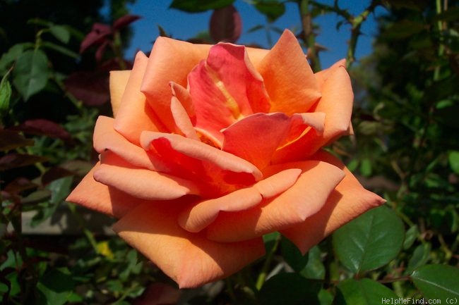'Mrs. Sam McGredy' rose photo