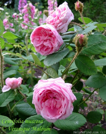 'Centifolia Muscosa 'Communis'' rose photo