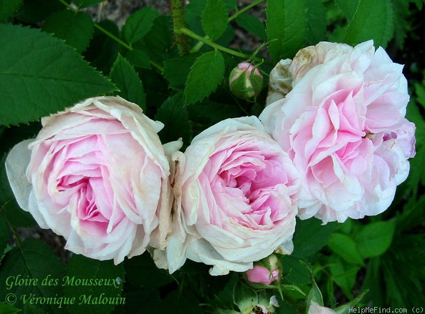 'Gloire Des Mousseux' rose photo