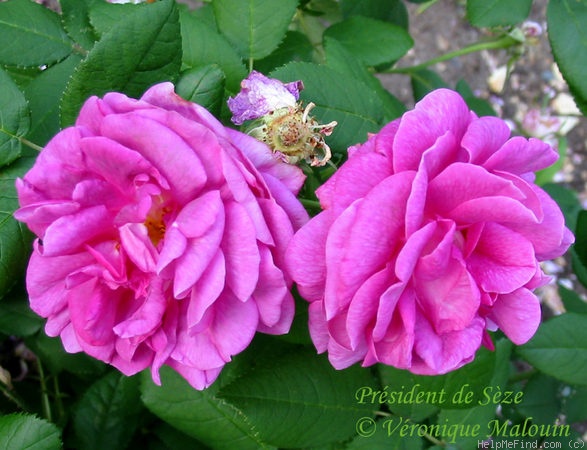 'Président de Sèze' rose photo