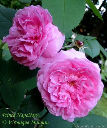 'Prince Napoléon' rose photo