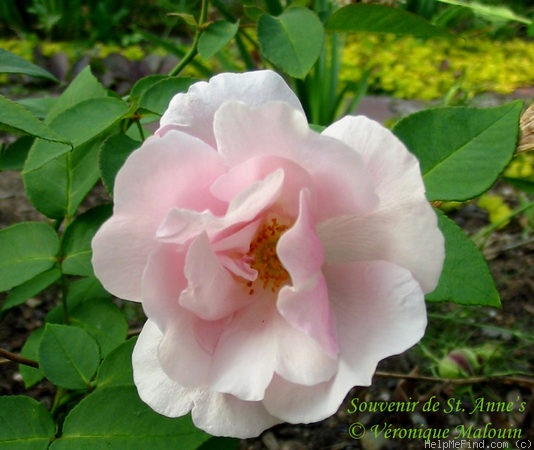 'Souvenir de St. Anne's' rose photo