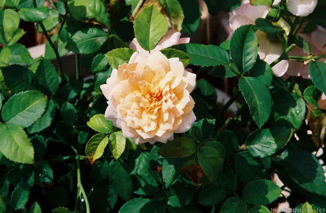 'AUSkeppy' rose photo