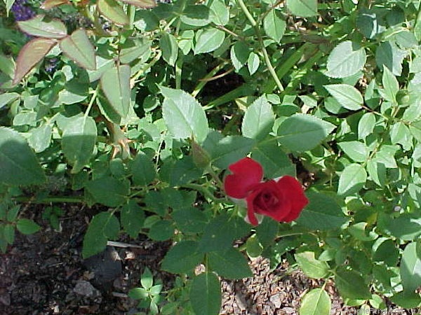 'Ruby ™ (miniature, Benardella 2001)' rose photo