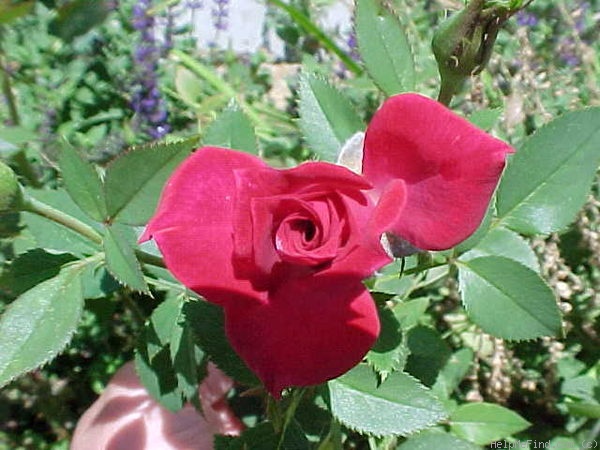 'Ruby ™ (miniature, Benardella 2001)' rose photo