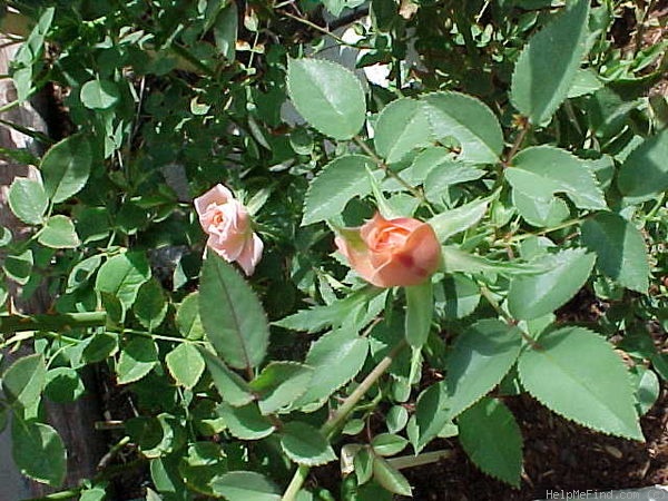 'Giggles (miniature, King, 1987)' rose photo