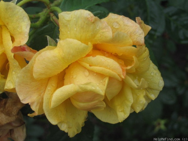 'Postillion ® (shrub, Kordes 1998)' rose photo
