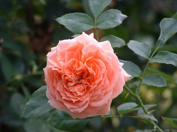 'Dakota's Song' rose photo