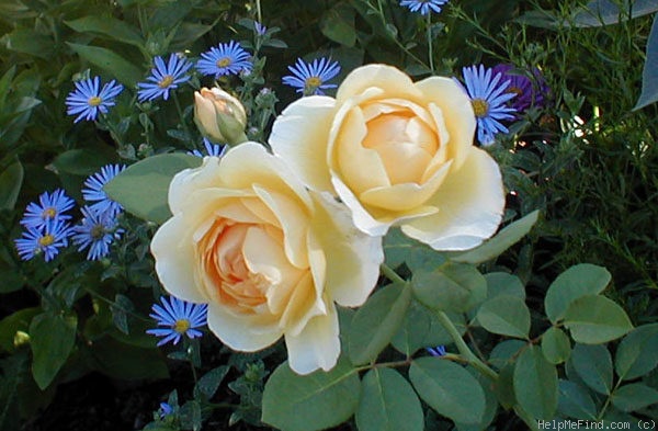 'Graham Thomas' rose photo