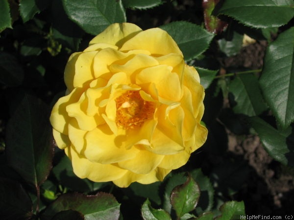 'Phab Gold' rose photo