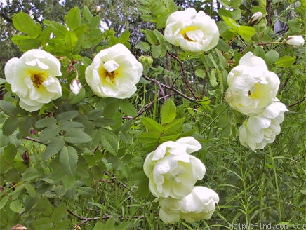 'Pimpinellifolia plena' rose photo