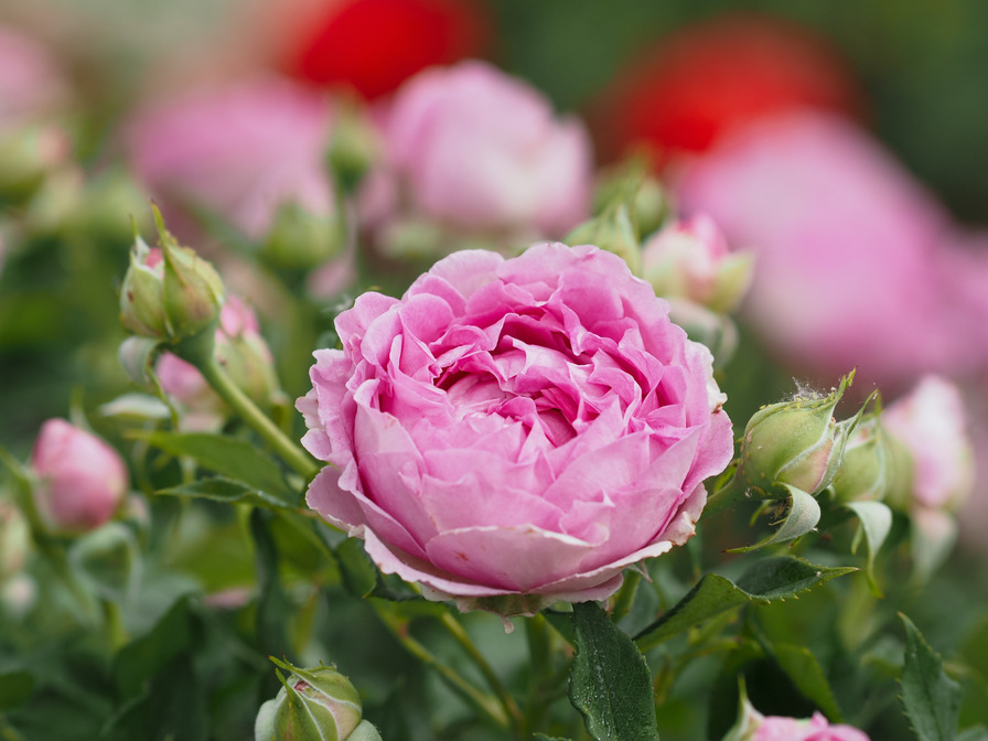 'Raspberry Cupcake ™' rose photo