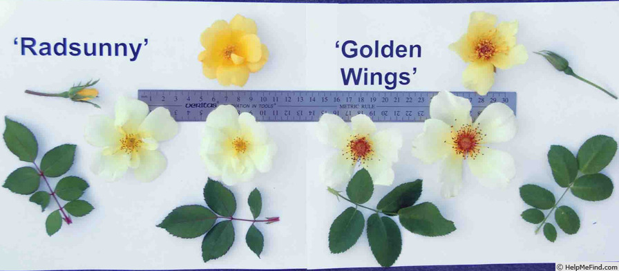 'Golden Wings (Shrub, Shepherd, 1956)' rose photo