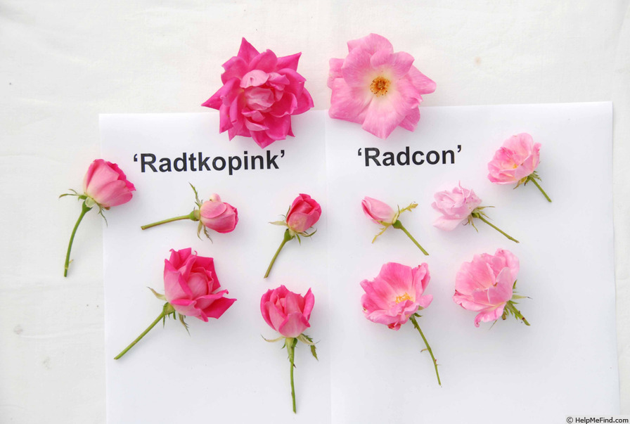 'RADcon' rose photo
