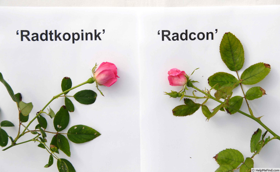 'RADcon' rose photo