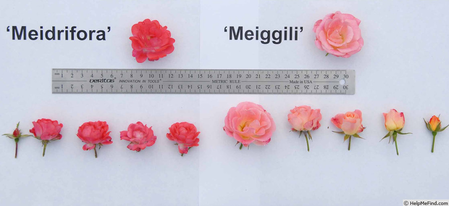 'Meidrifora' rose photo
