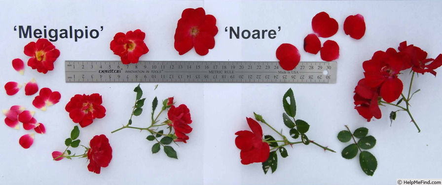 'NOAre' rose photo