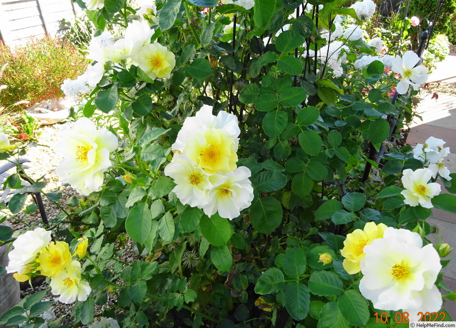 'Scented Garden' rose photo